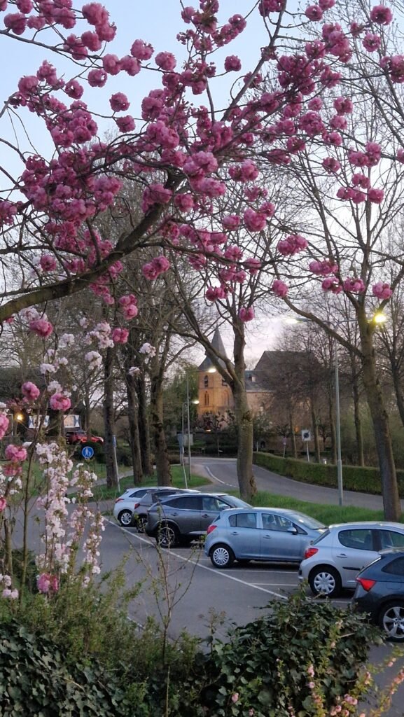 Restaurant Maaszicht Swalmen